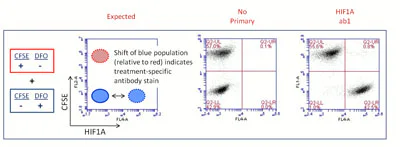 Flow Cytometry - CFSE - Cell Labeling Kit (AB113853)