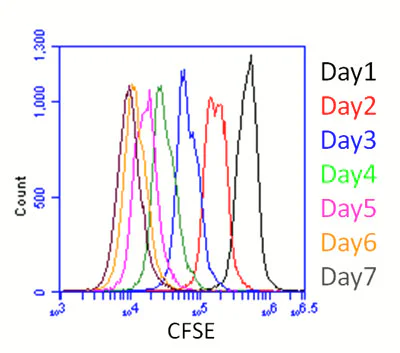 Flow Cytometry - CFSE - Cell Labeling Kit (AB113853)