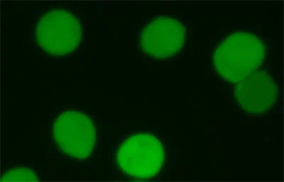 Immunocytochemistry/ Immunofluorescence - CFSE - Cell Labeling Kit (AB113853)