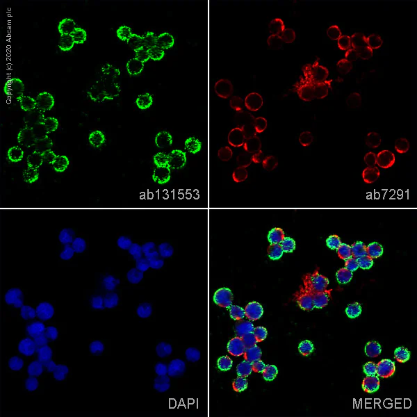 Immunocytochemistry/ Immunofluorescence - Anti-CFTR antibody (AB131553)