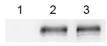 Western blot - Anti-CFTR antibody (AB181782)