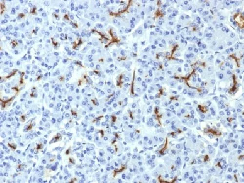 Immunohistochemistry (Formalin/PFA-fixed paraffin-embedded sections) - Anti-CFTR antibody [CFTR/1643] - BSA and Azide free (AB269738)