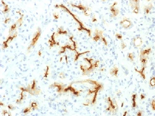 Immunohistochemistry (Formalin/PFA-fixed paraffin-embedded sections) - Anti-CFTR antibody [CFTR/1775R] (AB219337), expandable thumbnail