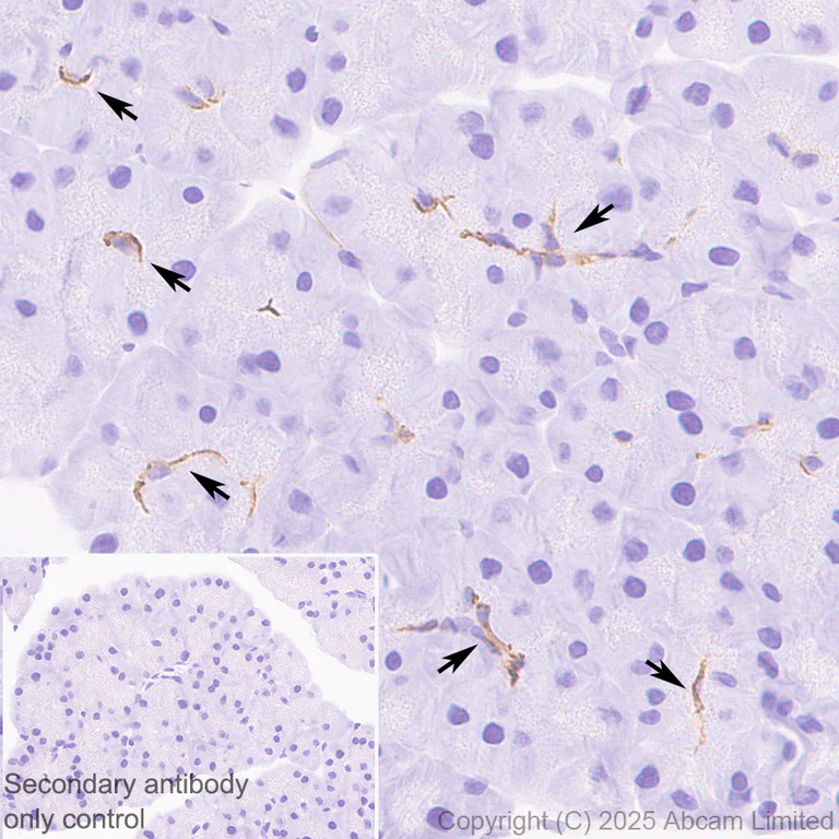 Immunohistochemistry (Formalin/PFA-fixed paraffin-embedded sections) - Anti-CFTR antibody [EPR29790-578] - BSA and Azide free (AB325186)