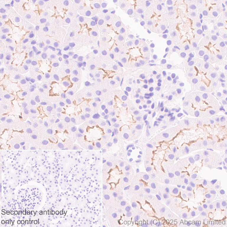 Immunohistochemistry (Formalin/PFA-fixed paraffin-embedded sections) - Anti-CFTR antibody [EPR29790-578] - BSA and Azide free (AB325186)
