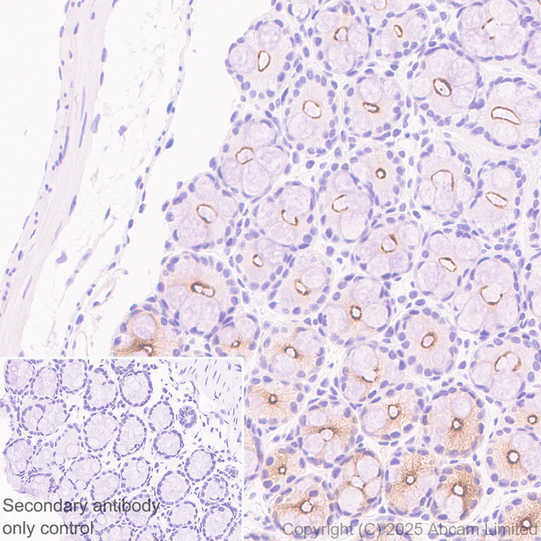 Immunohistochemistry (Formalin/PFA-fixed paraffin-embedded sections) - Anti-CFTR antibody [EPR29790-578] - BSA and Azide free (AB325186)