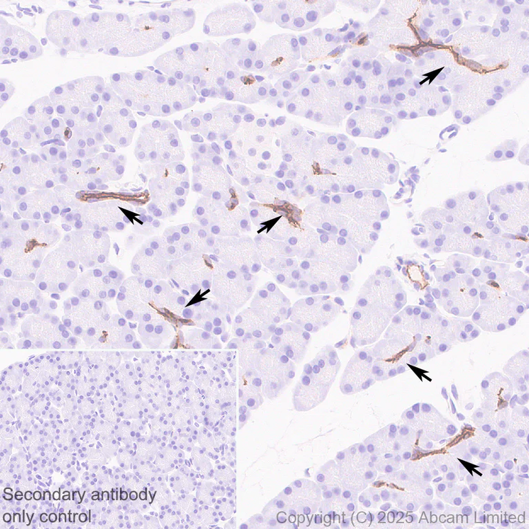 Immunohistochemistry (Formalin/PFA-fixed paraffin-embedded sections) - Anti-CFTR antibody [EPR29790-578] - BSA and Azide free (AB325186)