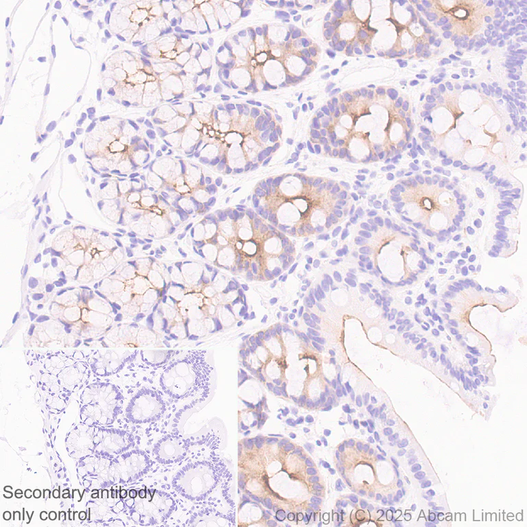 Immunohistochemistry (Formalin/PFA-fixed paraffin-embedded sections) - Anti-CFTR antibody [EPR29790-578] - BSA and Azide free (AB325186)