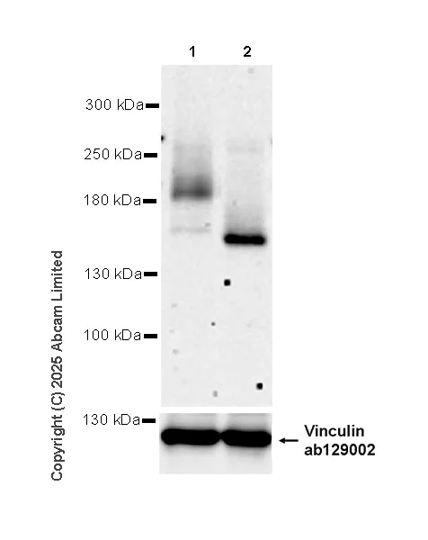 Western blot - Anti-CFTR antibody [EPR29790-578] - BSA and Azide free (AB325186)