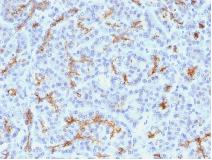 Immunohistochemistry (Formalin/PFA-fixed paraffin-embedded sections) - Anti-CFTR antibody [M3A7] (AB270238), expandable thumbnail
