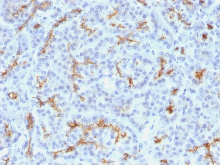 Immunohistochemistry (Formalin/PFA-fixed paraffin-embedded sections) - Anti-CFTR antibody [M3A7] - BSA and Azide free (AB270275)