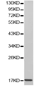 Western blot - Anti-CGA/hCG alpha antibody (AB196505)