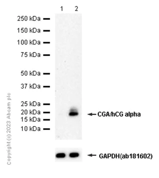 Western blot - Anti-CGA/hCG alpha antibody [EP3373] - BSA and Azide free (AB254312)