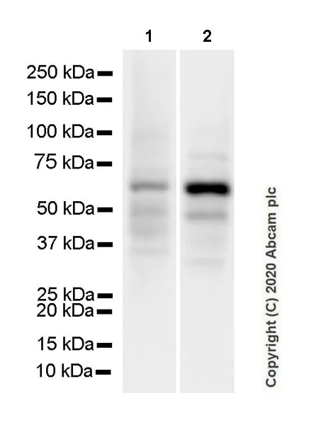 Western blot - Anti-cGAS antibody [EPR23611-101] (AB252416)