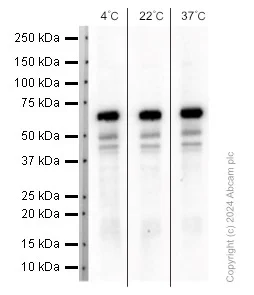 Western blot - Anti-cGAS antibody [EPR23611-101] (AB252416)