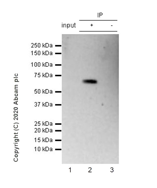 Immunoprecipitation - Anti-cGAS antibody [EPR23611-101] - BSA and Azide free (AB277486), expandable thumbnail