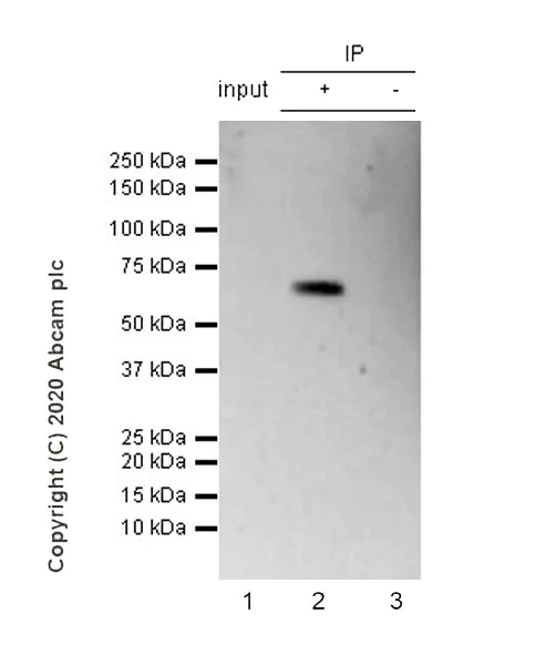 Immunoprecipitation - Anti-cGAS antibody [EPR23611-101] - BSA and Azide free (AB277486)
