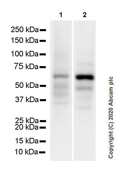 Western blot - Anti-cGAS antibody [EPR23611-101] - BSA and Azide free (AB277486), expandable thumbnail