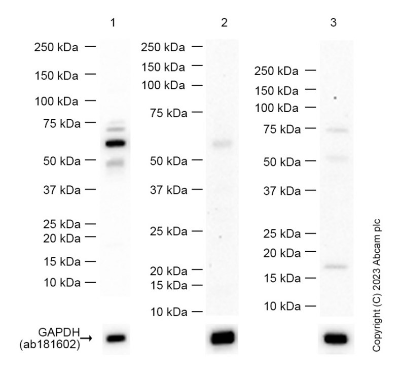 Western blot - Anti-cGAS antibody [EPR23611-101] - BSA and Azide free (AB277486), expandable thumbnail