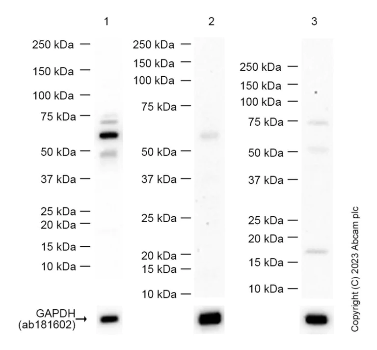 Western blot - Anti-cGAS antibody [EPR23611-101] - BSA and Azide free (AB277486)