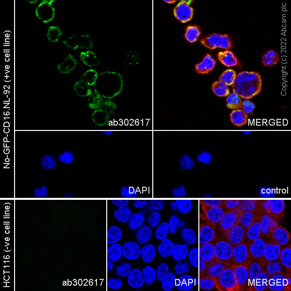 Immunocytochemistry/ Immunofluorescence - Anti-cGAS antibody [EPR26492-84] - BSA and Azide free (AB302618)