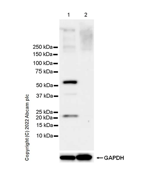 Western blot - Anti-cGAS antibody [EPR26492-84] - BSA and Azide free (AB302618)