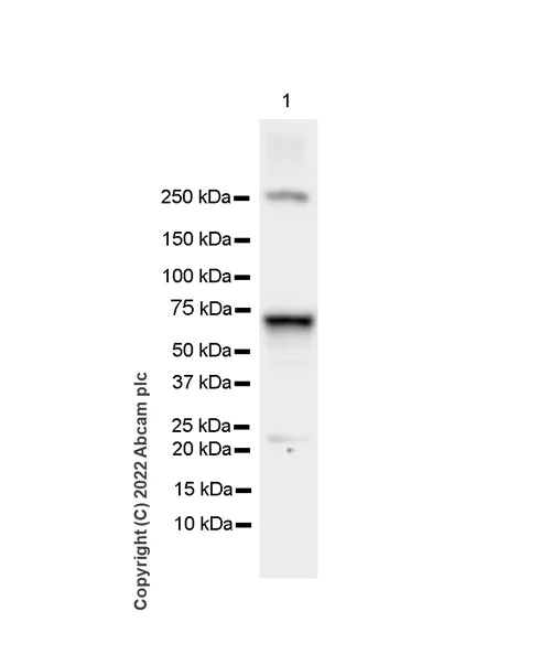 Western blot - Anti-cGAS antibody [EPR26492-84] - BSA and Azide free (AB302618)