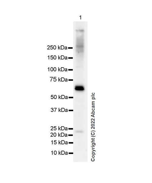 Western blot - Anti-cGAS antibody [EPR26492-84] - BSA and Azide free (AB302618)
