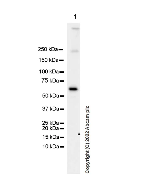 Western blot - Anti-cGAS antibody [EPR26492-84] - BSA and Azide free (AB302618)