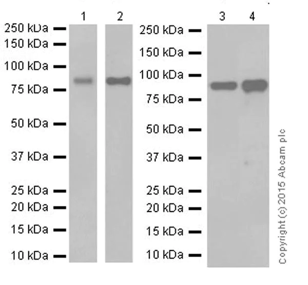 Western blot - Anti-CGBP antibody [EPR19199] - ChIP Grade (AB198977)