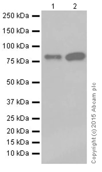 Western blot - Anti-CGBP antibody [EPR19199] - ChIP Grade (AB198977)