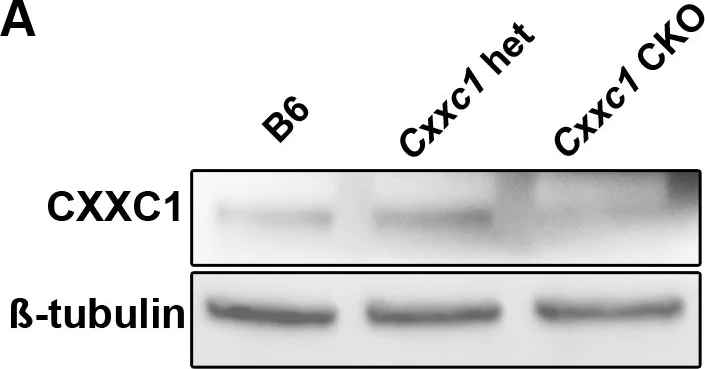 Western blot - Anti-CGBP antibody [EPR19199] - ChIP Grade (AB198977)