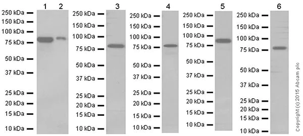 Western blot - Anti-CGBP antibody [EPR19199] - ChIP Grade (AB198977)