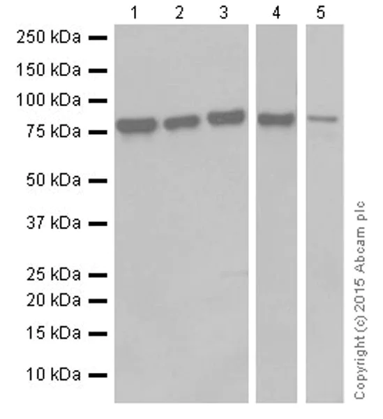 Western blot - Anti-CGBP antibody [EPR19199] - ChIP Grade (AB198977)