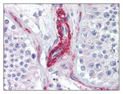 Immunohistochemistry (Formalin/PFA-fixed paraffin-embedded sections) - Anti-cGKI antibody (AB110124)