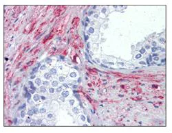 Immunohistochemistry (Formalin/PFA-fixed paraffin-embedded sections) - Anti-cGKI antibody (AB110124)