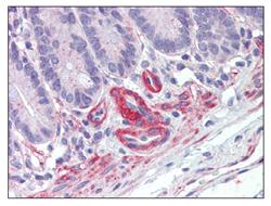 Immunohistochemistry (Formalin/PFA-fixed paraffin-embedded sections) - Anti-cGKI antibody (AB110124)