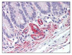 Immunohistochemistry (Formalin/PFA-fixed paraffin-embedded sections) - Anti-cGKI antibody (AB110124)