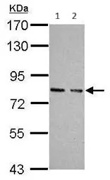 Western blot - Anti-cGKI antibody (AB97339)