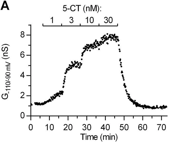 Functional Studies - CGP 55845 hydrochloride, GABAB antagonist (AB120337)