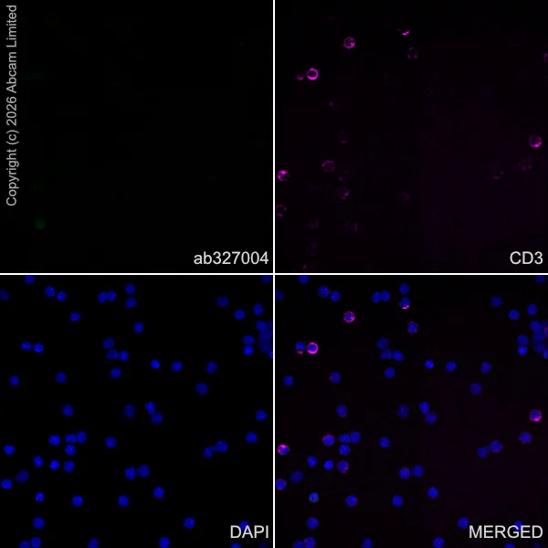 Immunocytochemistry/ Immunofluorescence - Anti-CGRP-I antibody [EPR29590-61] (AB327004)