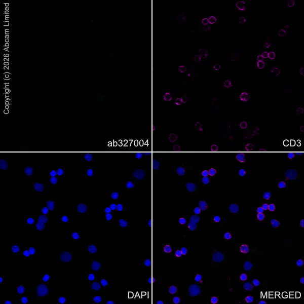 Immunocytochemistry/ Immunofluorescence - Anti-CGRP-I antibody [EPR29590-61] (AB327004)
