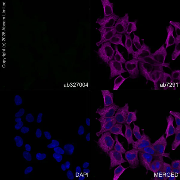 Immunocytochemistry/ Immunofluorescence - Anti-CGRP-I antibody [EPR29590-61] (AB327004)