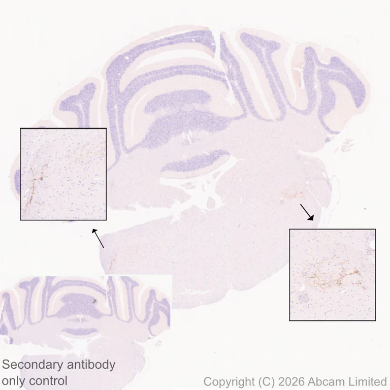 Immunohistochemistry (Formalin/PFA-fixed paraffin-embedded sections) - Anti-CGRP-I antibody [EPR29590-61] (AB327004)