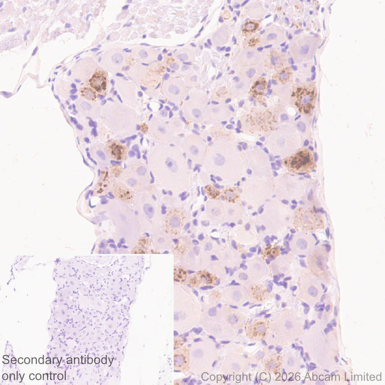 Immunohistochemistry (Formalin/PFA-fixed paraffin-embedded sections) - Anti-CGRP-I antibody [EPR29590-61] (AB327004)