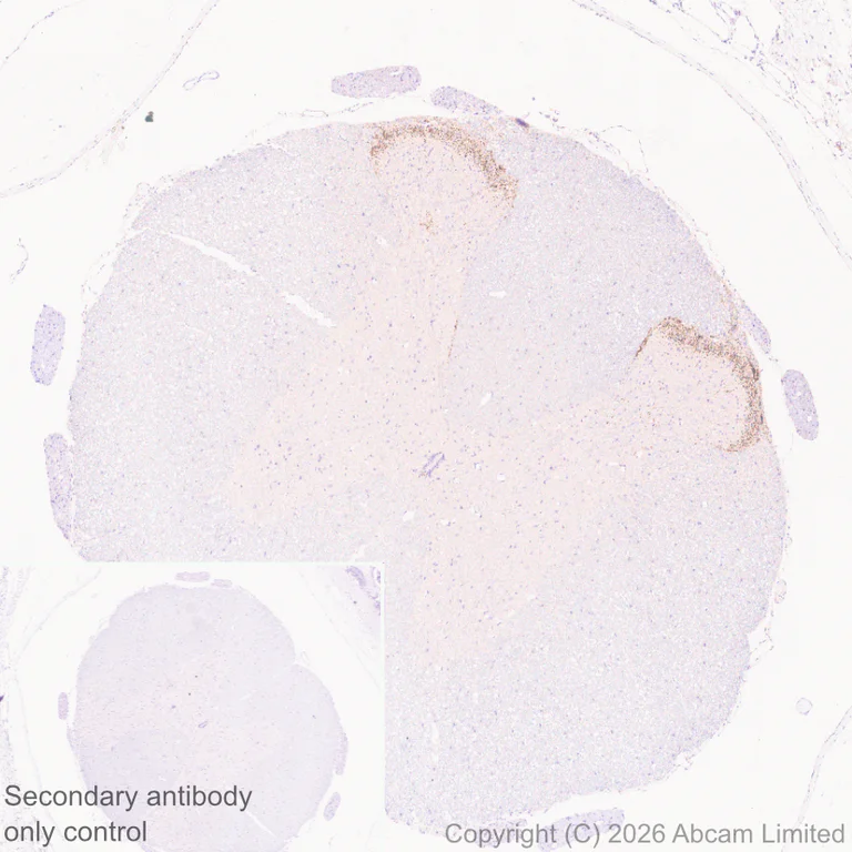 Immunohistochemistry (Formalin/PFA-fixed paraffin-embedded sections) - Anti-CGRP-I antibody [EPR29590-61] (AB327004)