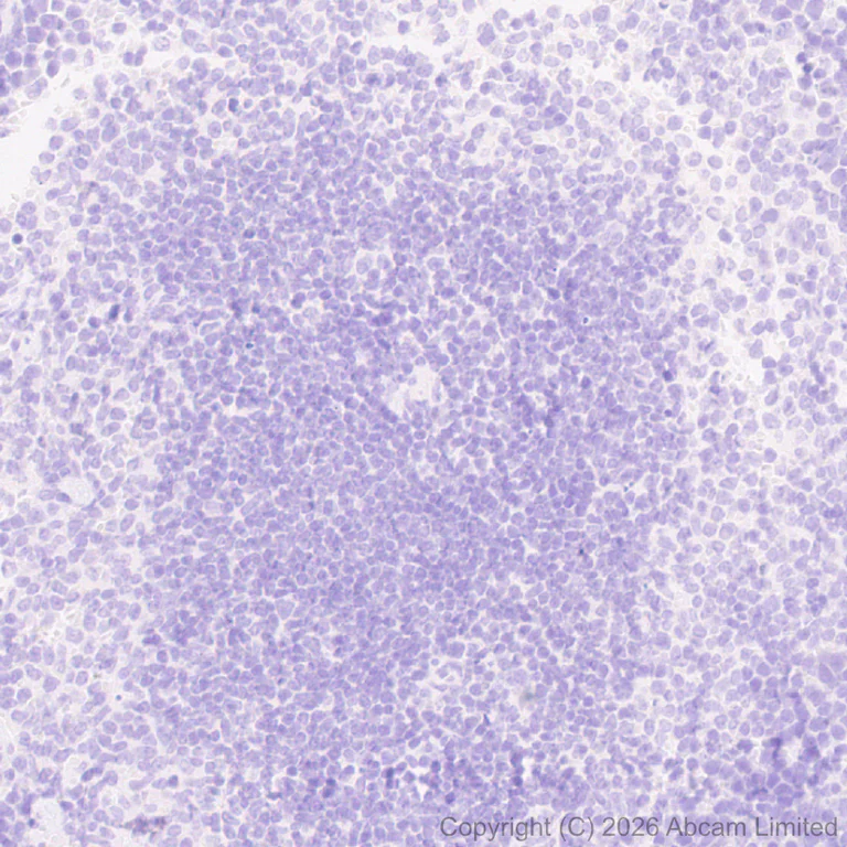 Immunohistochemistry (Formalin/PFA-fixed paraffin-embedded sections) - Anti-CGRP-I antibody [EPR29590-61] (AB327004)