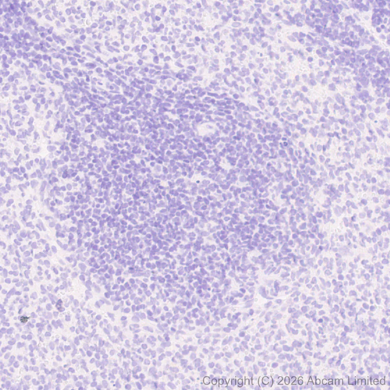 Immunohistochemistry (Formalin/PFA-fixed paraffin-embedded sections) - Anti-CGRP-I antibody [EPR29590-61] (AB327004)