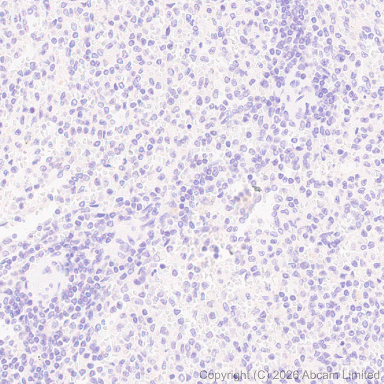 Immunohistochemistry (Formalin/PFA-fixed paraffin-embedded sections) - Anti-CGRP-I antibody [EPR29590-61] (AB327004)