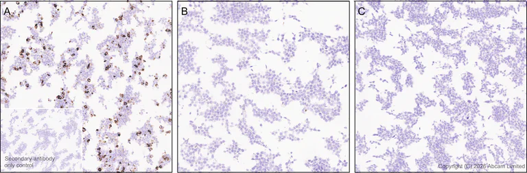 Immunohistochemistry (Formalin/PFA-fixed paraffin-embedded sections) - Anti-CGRP-I antibody [EPR29590-61] (AB327004)